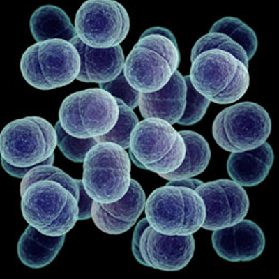 تقرير عدد البكتيريا اللاهوائية