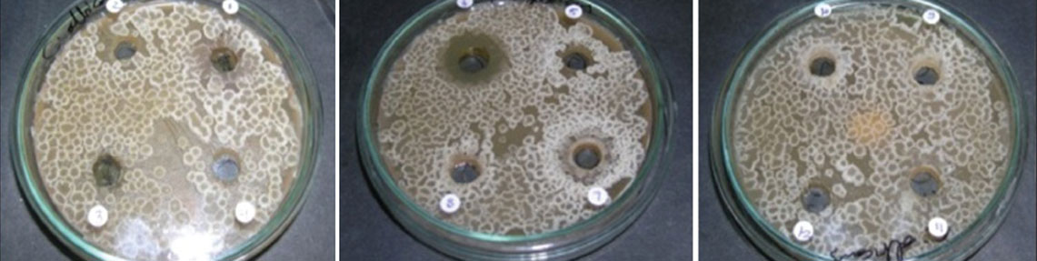 Determination of Antifungal Activity