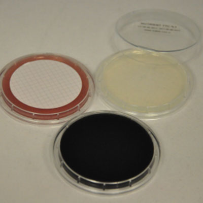 Bacillus spp. Isolations- und Identifikationsanalyse