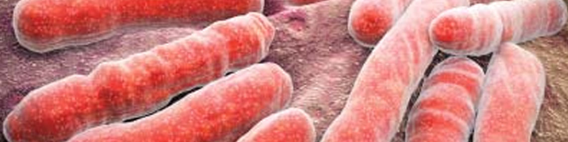 E. coli O104: განსაზღვრა H4