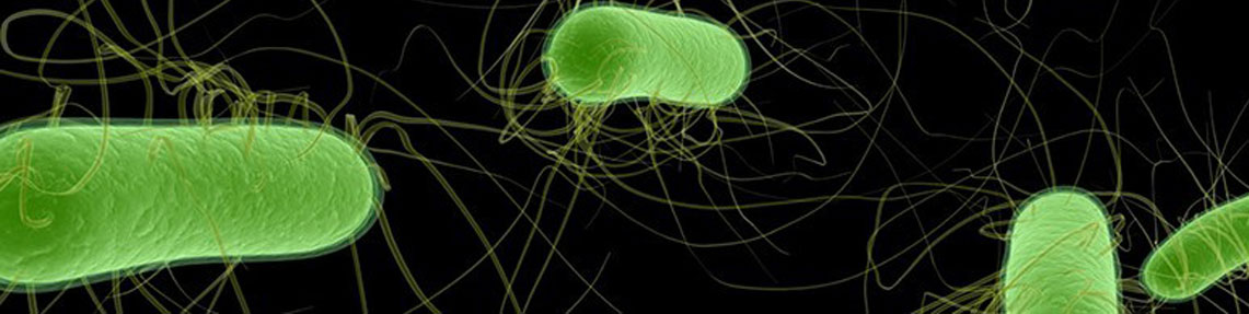 Escherichia Coli Sayımı / Aranması