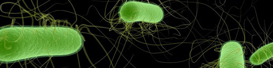 Escherichia Coli აღწერის / ძიება