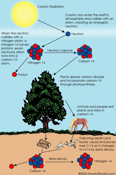 Nasstest mit Carbon-14