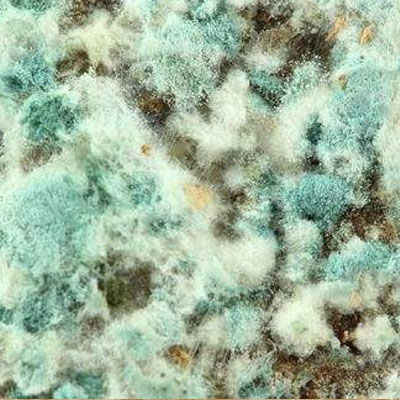 Mold Diagnosis