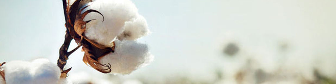 Mercerization in Cotton