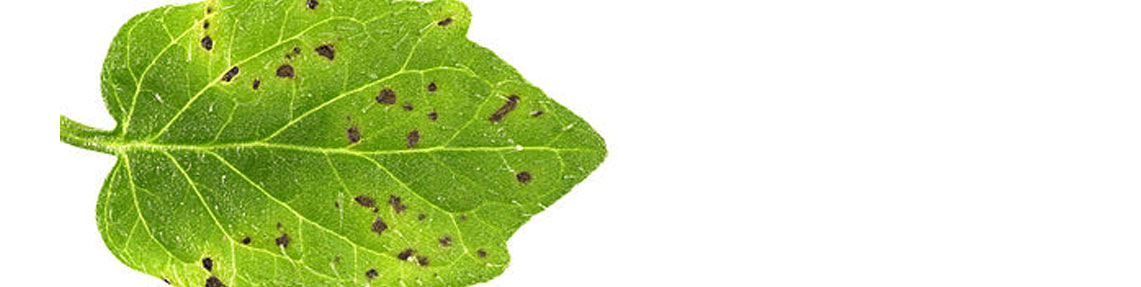 Pseudomonas spp. Tayini