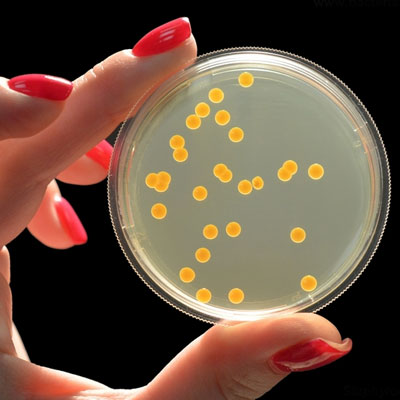 Determinação de Staphylococcus Aureus (Staphylococ coagulase positiva)