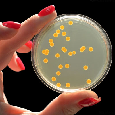 Détermination de Staphylococcus aureus (Staphylococ à coagulase positive)