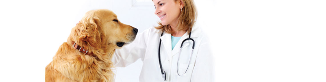 Fungicidal Activity Test of Disinfectants and Antiseptics Used in Veterinary Medicine