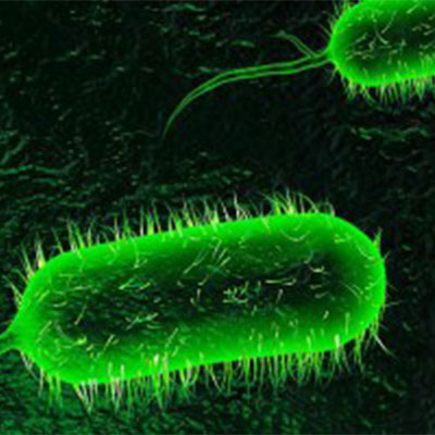 Vibrio spp. κλήση