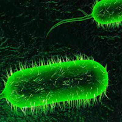 Vibrio spp. دعوة