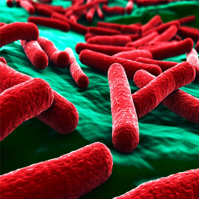 E. coli O104: Détermination de H4