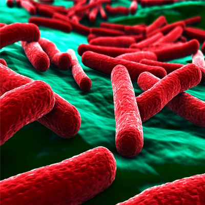 E. coli O104: Bestimmung von H4