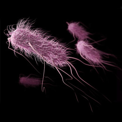 Enterobacteriaceae Count (Rapid Test)